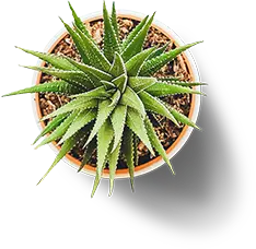 Pot - 1 Best web design and digital marketing agency In Delhi, India